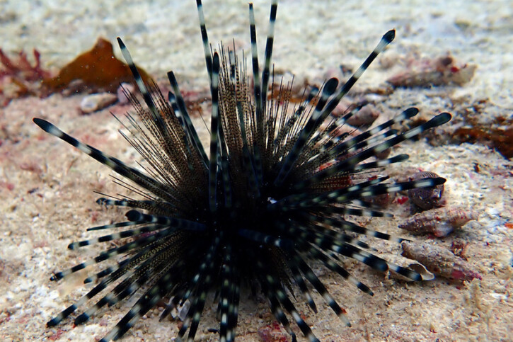 Echinothrix diadema