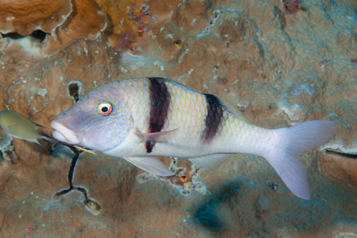 Parupeneus trifasciatus